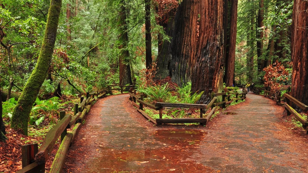 Muir Woods and Sausalito Tour with Optional Ferry or Bike Return in San Francisco