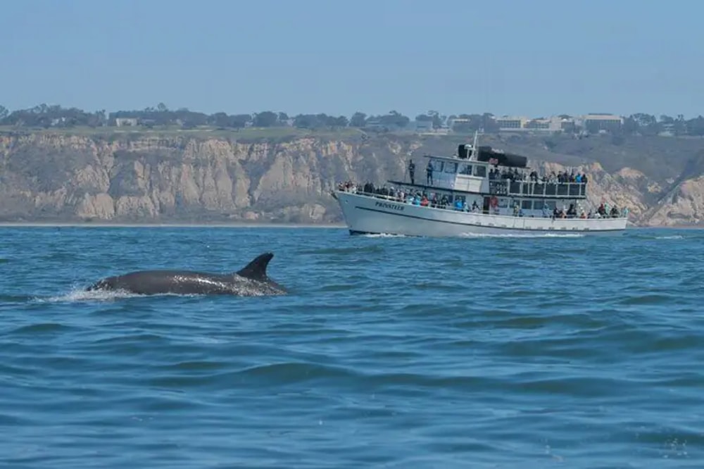 Whale and Dolphin Watching Tour in San Diego in San Diego