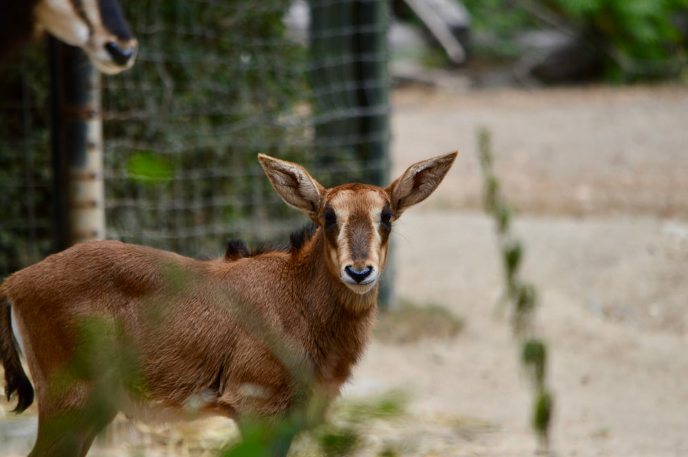 Great Salt Lake Safari on Antelope Island in Salt Lake City