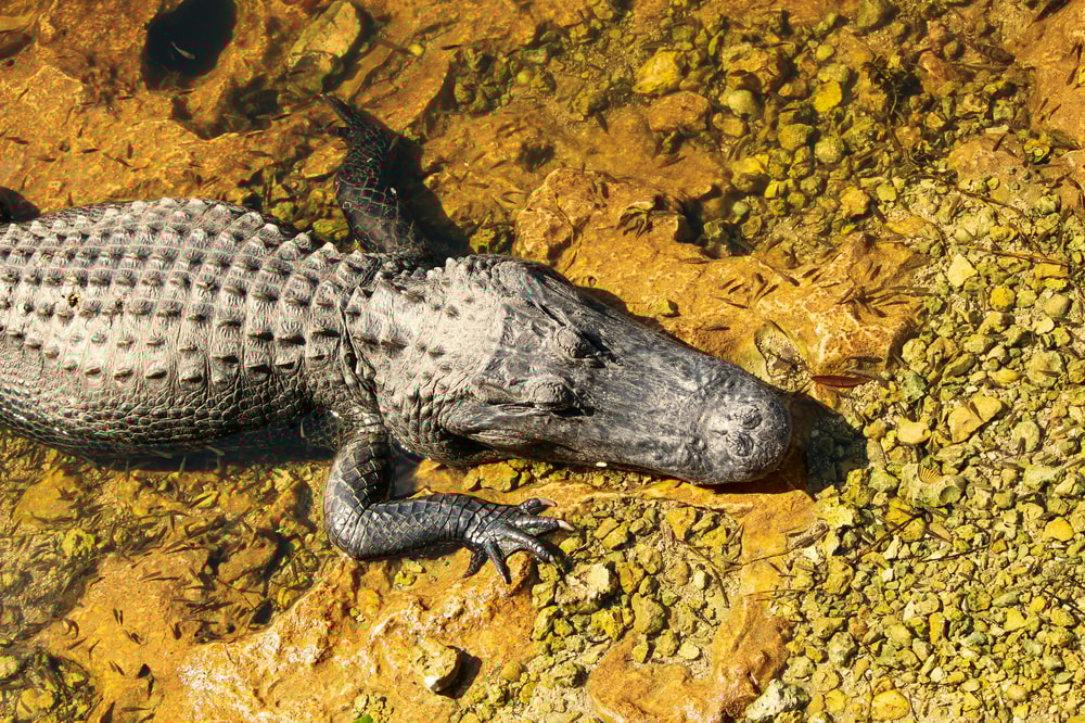 Everglades Small Group Airboat Tour in Miami