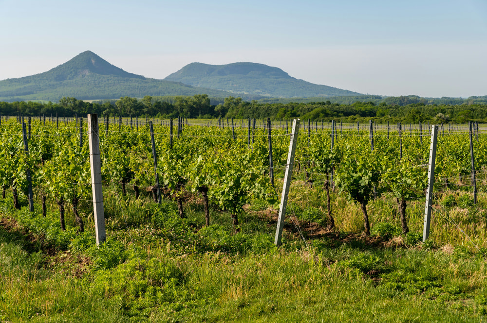 North Georgia Mountains Wine Tasting Tour in Atlanta