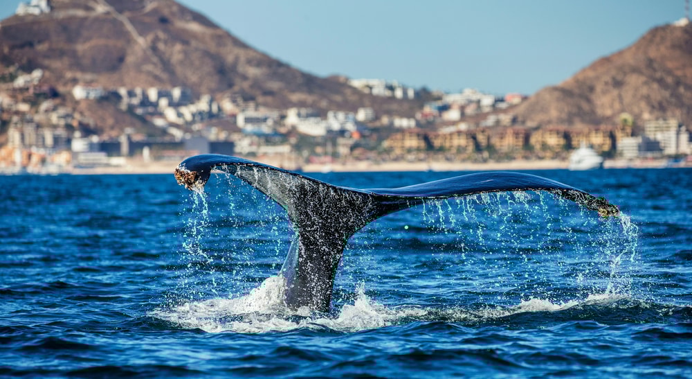 Whale Watching Tour in San Diego in San Diego