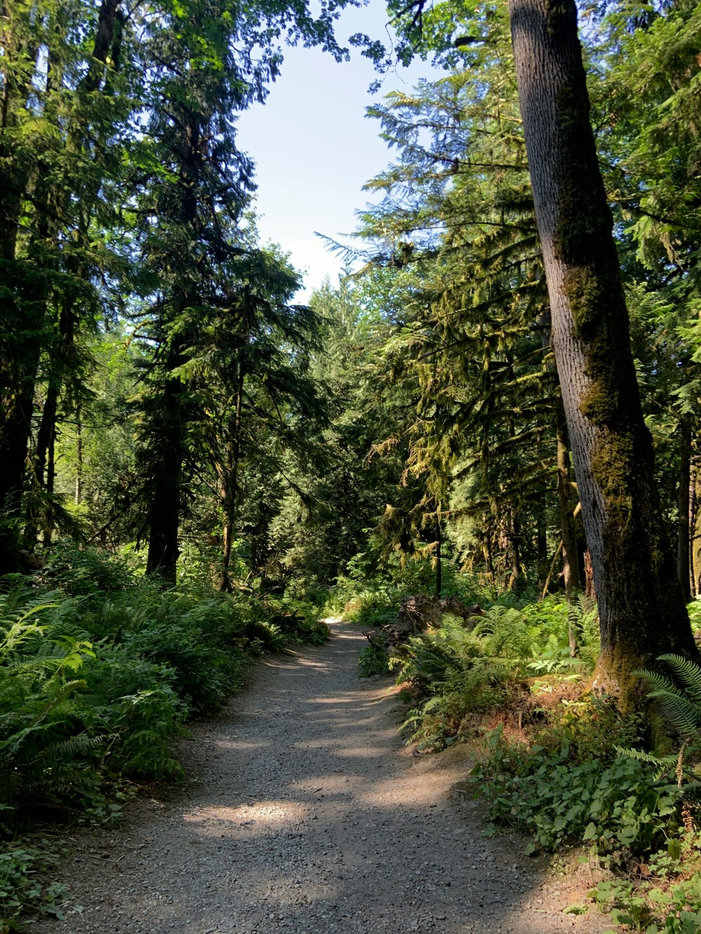 Forest Park Trails in Portland (Oregon)