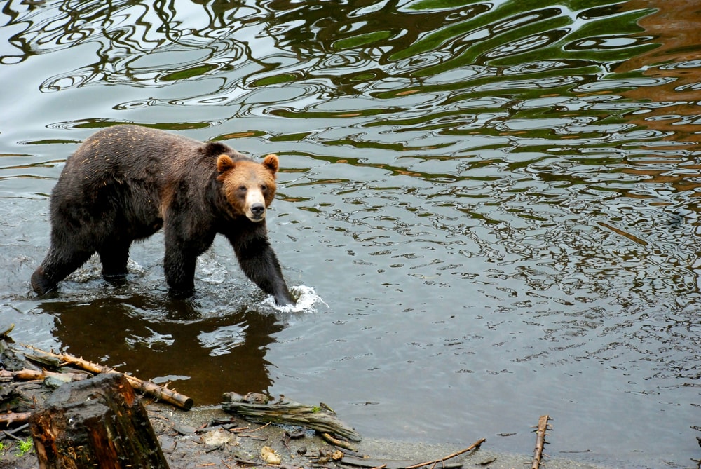 Wildlife & Glacier Guided Tour in Anchorage
