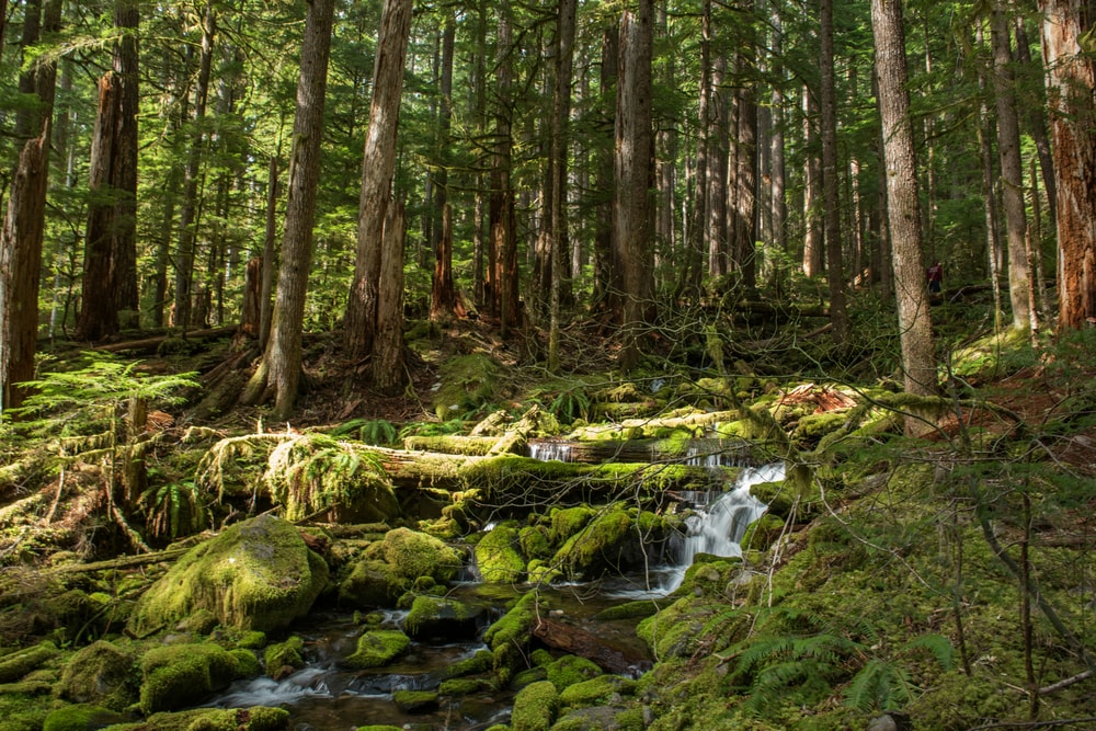 Olympic Peninsula & Forest Immersion Tour in Seattle