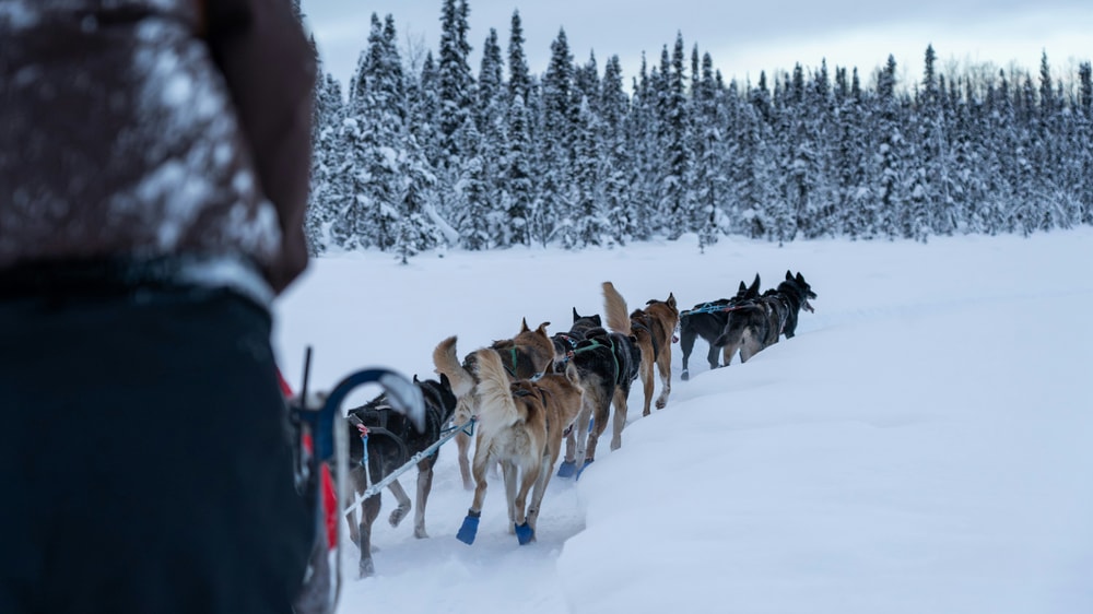 Sled Dog Ride & Scenic Drive from Anchorage in Anchorage