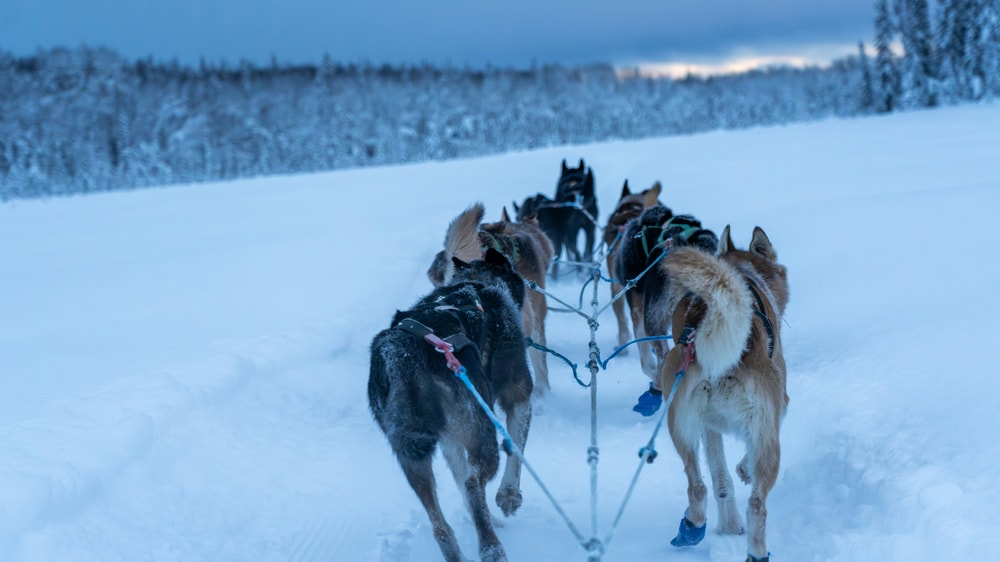 Alaskan Dog Sledding Adventure in Anchorage