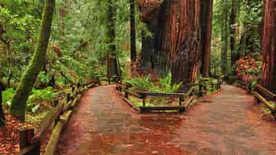 Muir Woods and Sausalito Tour with Optional Ferry or Bike Return