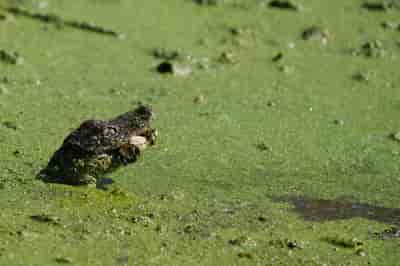 Scenic Wetlands Drive at Lake Apopka