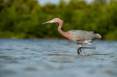 Birding & Nature Discovery with Orange Audubon