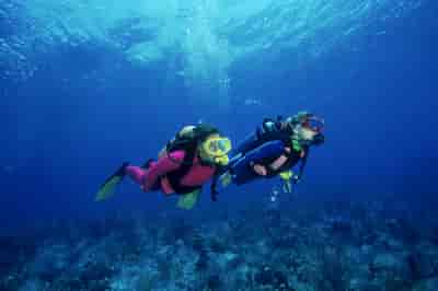 Guided Scuba Diving Tour in Honolulu (No Certification Required)