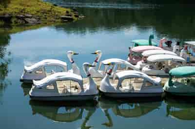 Swan Boat Rental at Rainbow Lagoon