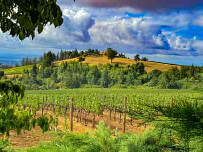 Waterfalls & Wine: Full-Day Gorge Loop from Portland